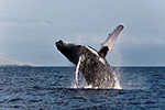 buenaventura-ballenas